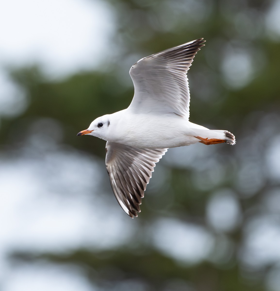 紅嘴鷗 - ML646458107