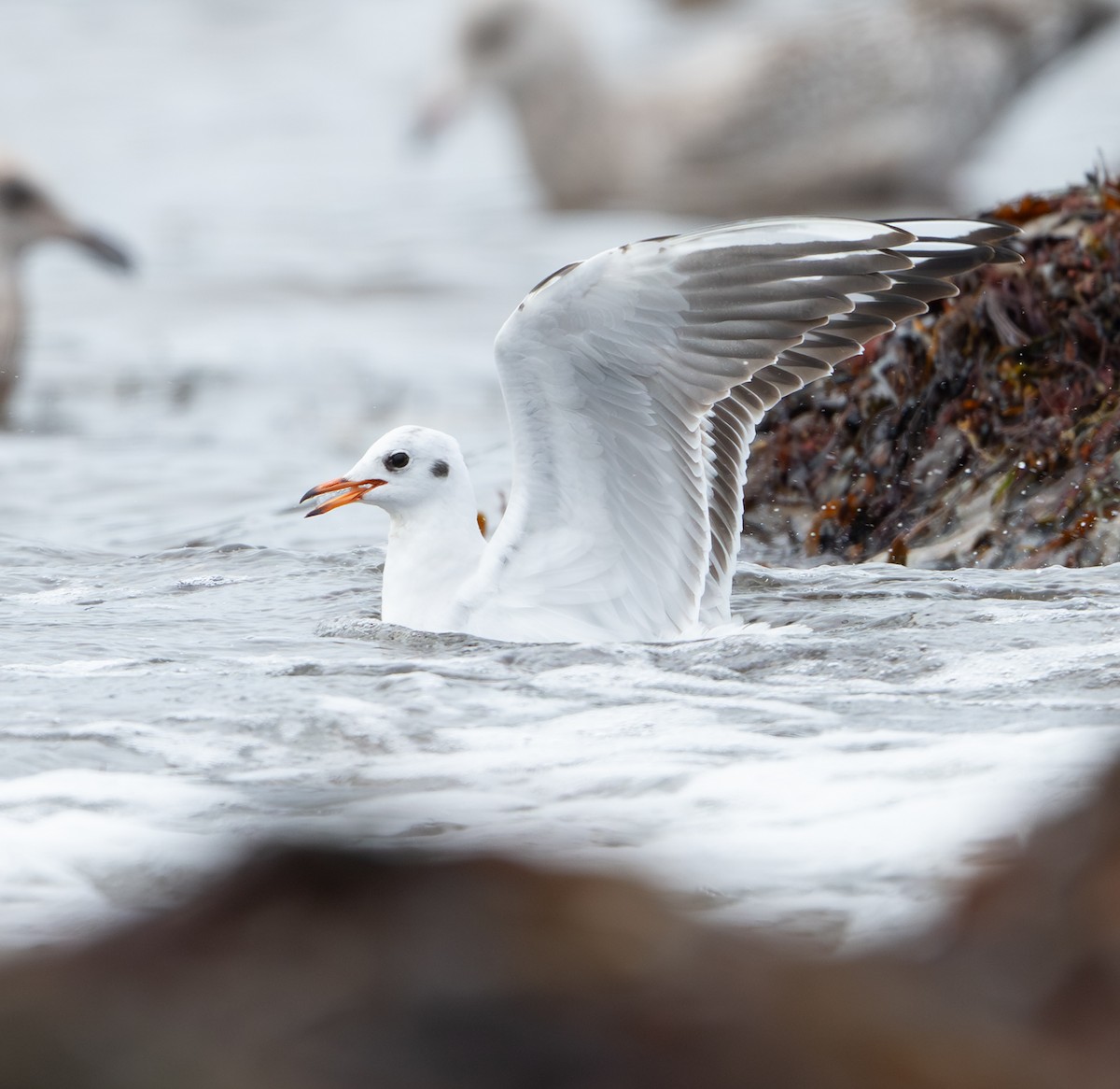 紅嘴鷗 - ML646458109