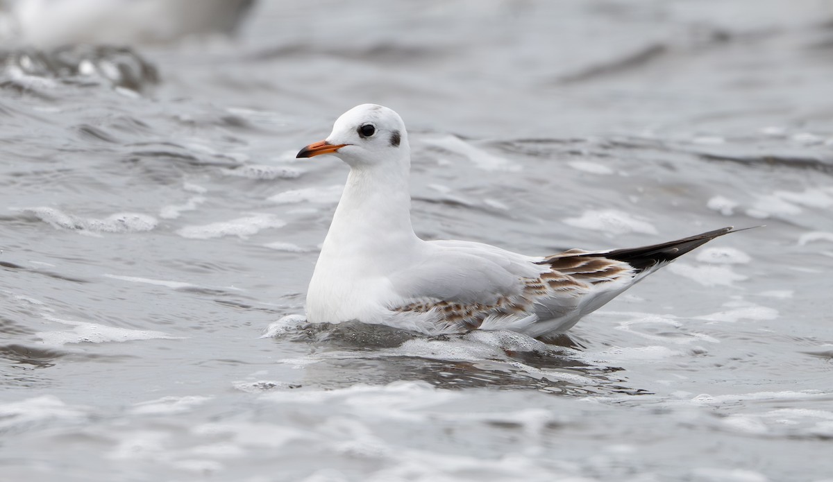 紅嘴鷗 - ML646458110