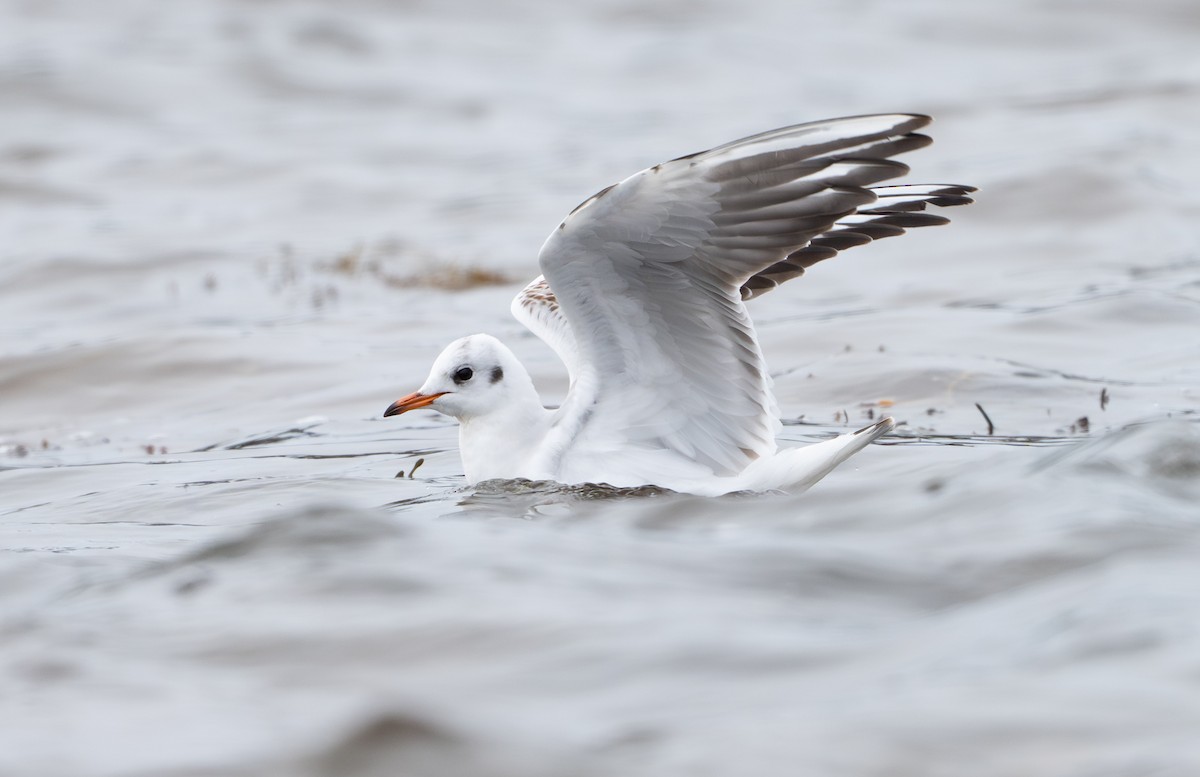 紅嘴鷗 - ML646458111