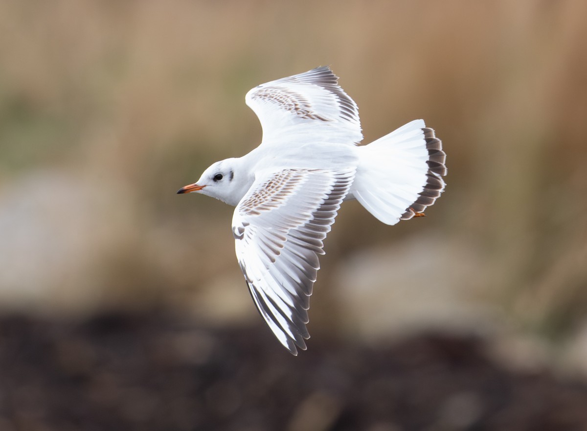 紅嘴鷗 - ML646458112