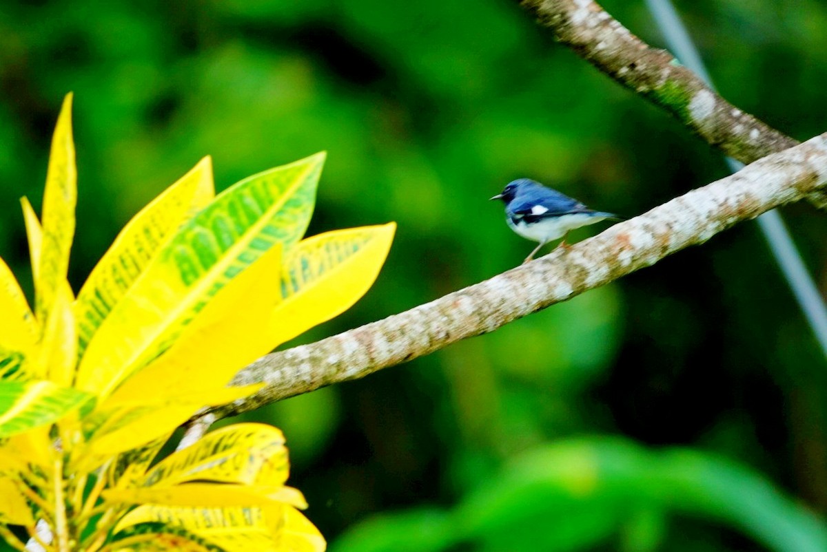 סבכון שחור-גרון - ML646458115