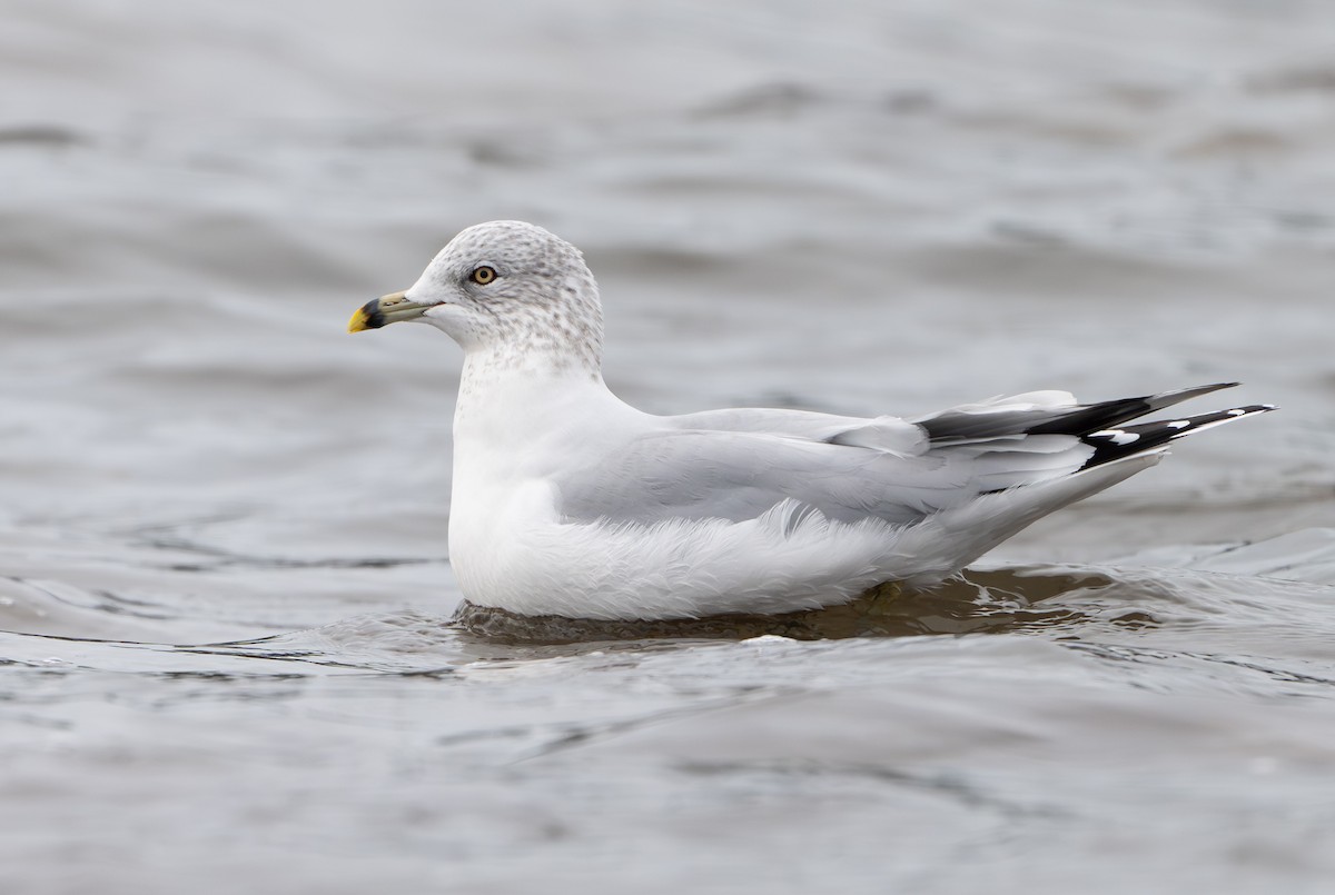 Ring-billed Gull - ML646458116