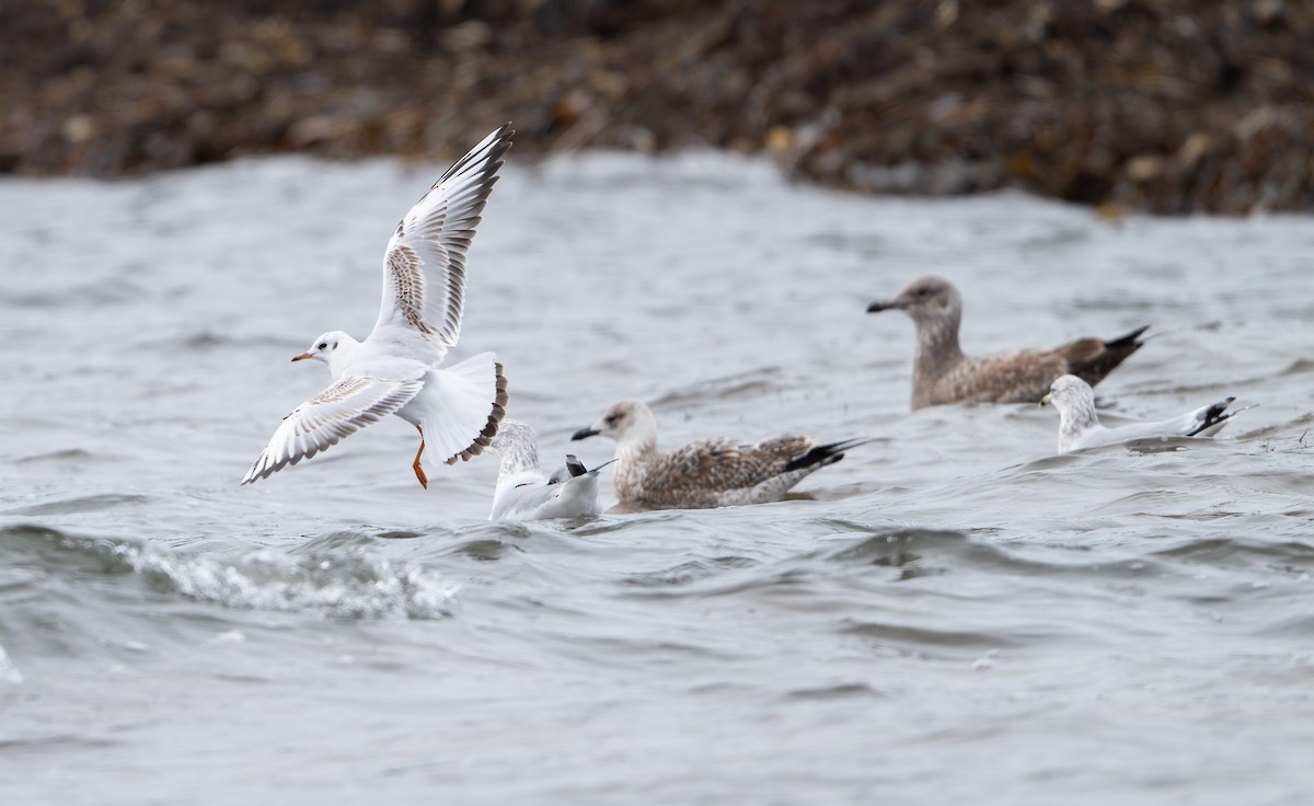 紅嘴鷗 - ML646458122