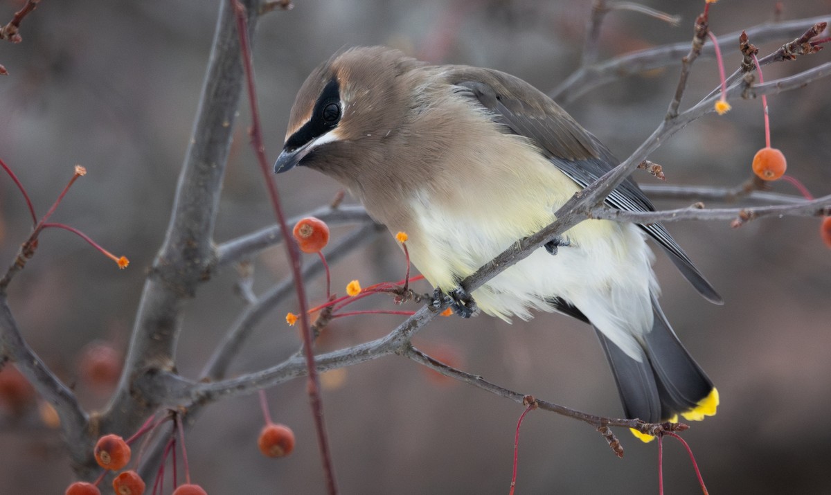 Jaseur d'Amérique - ML646458124