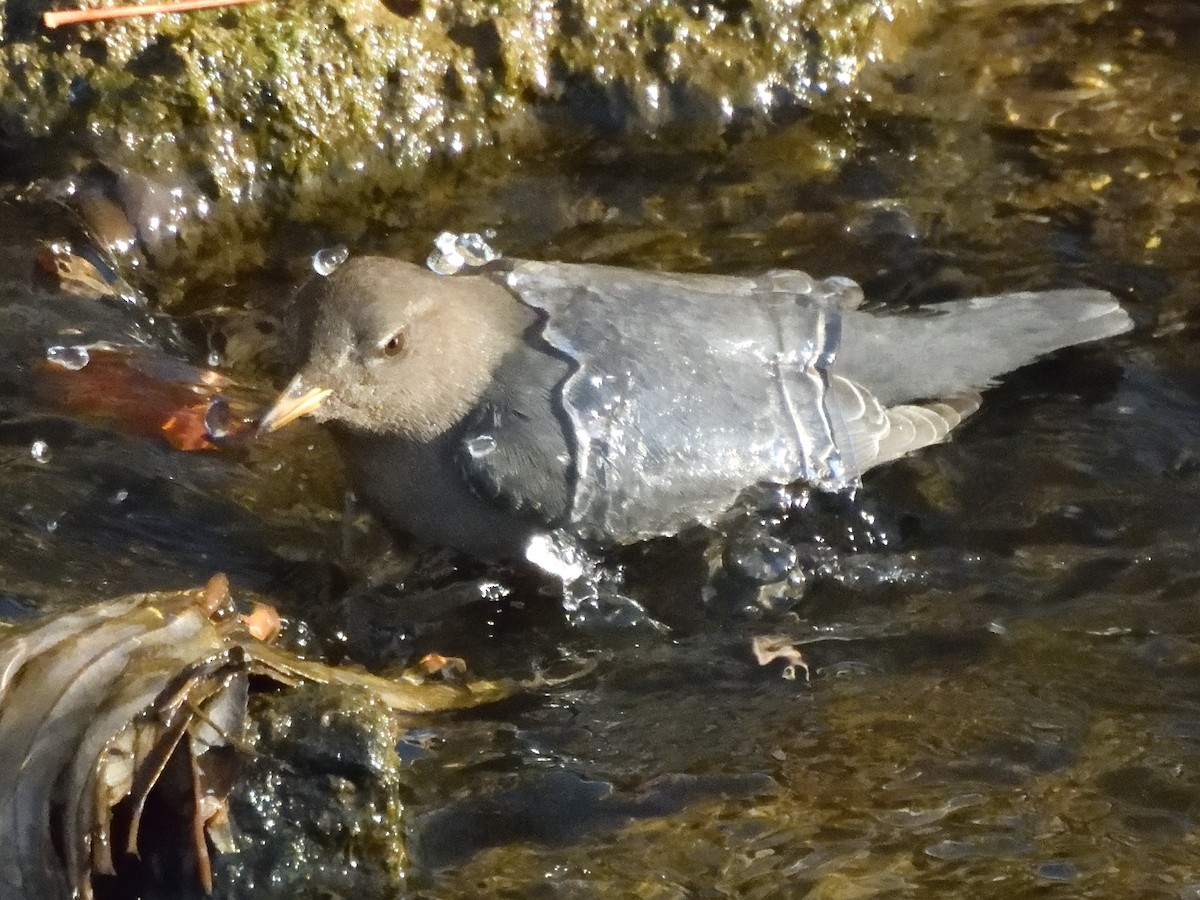 gråfossekall - ML646458126