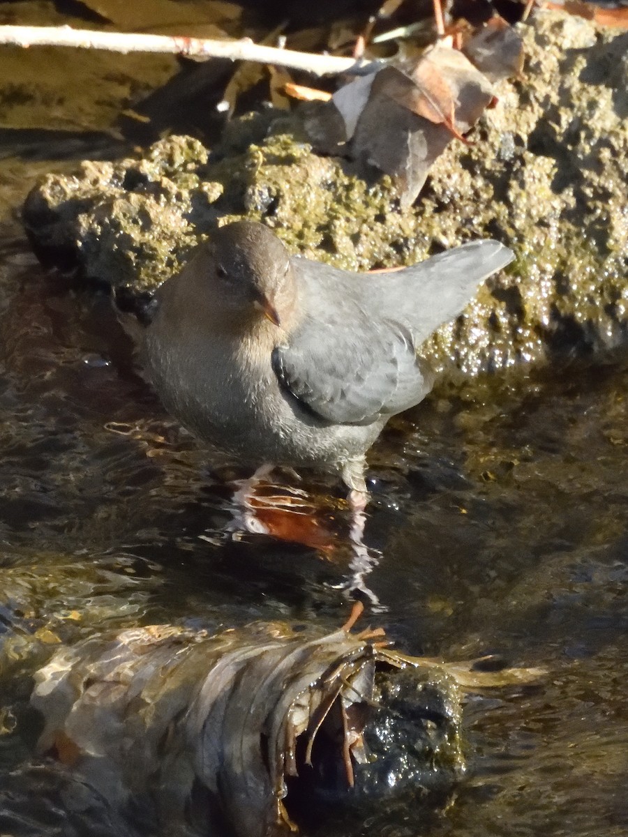 gråfossekall - ML646458127