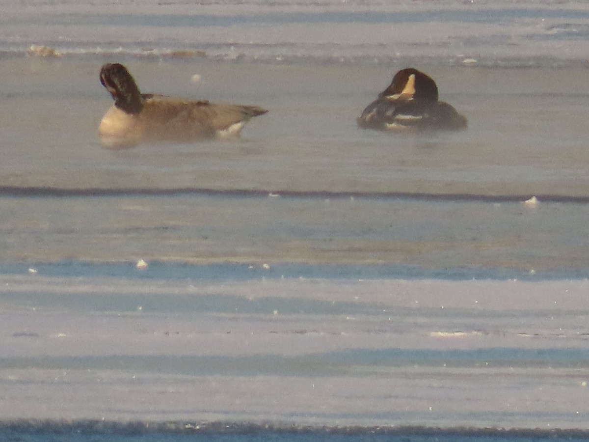 Canada Goose - ML646458128