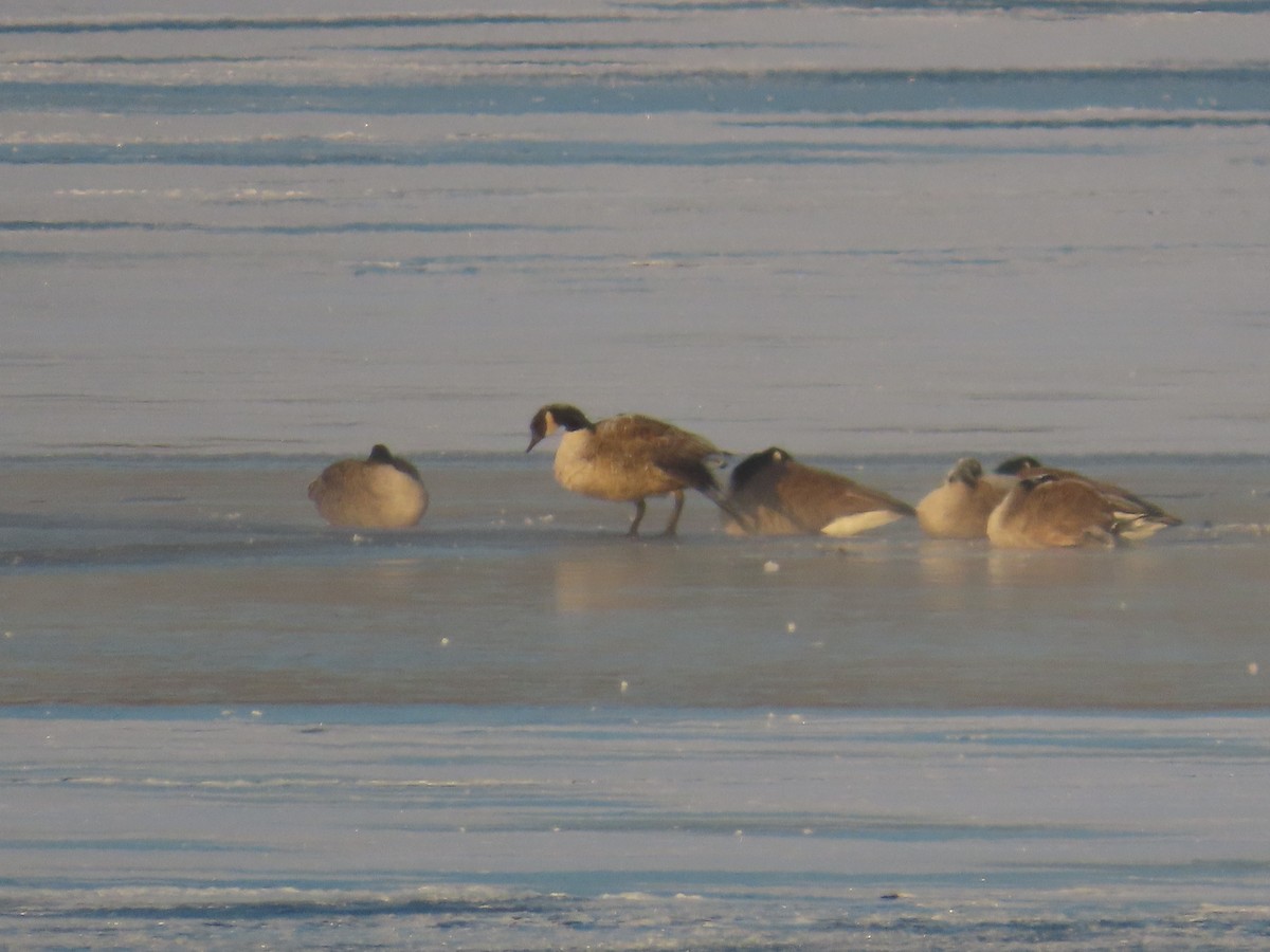 Canada Goose - ML646458130