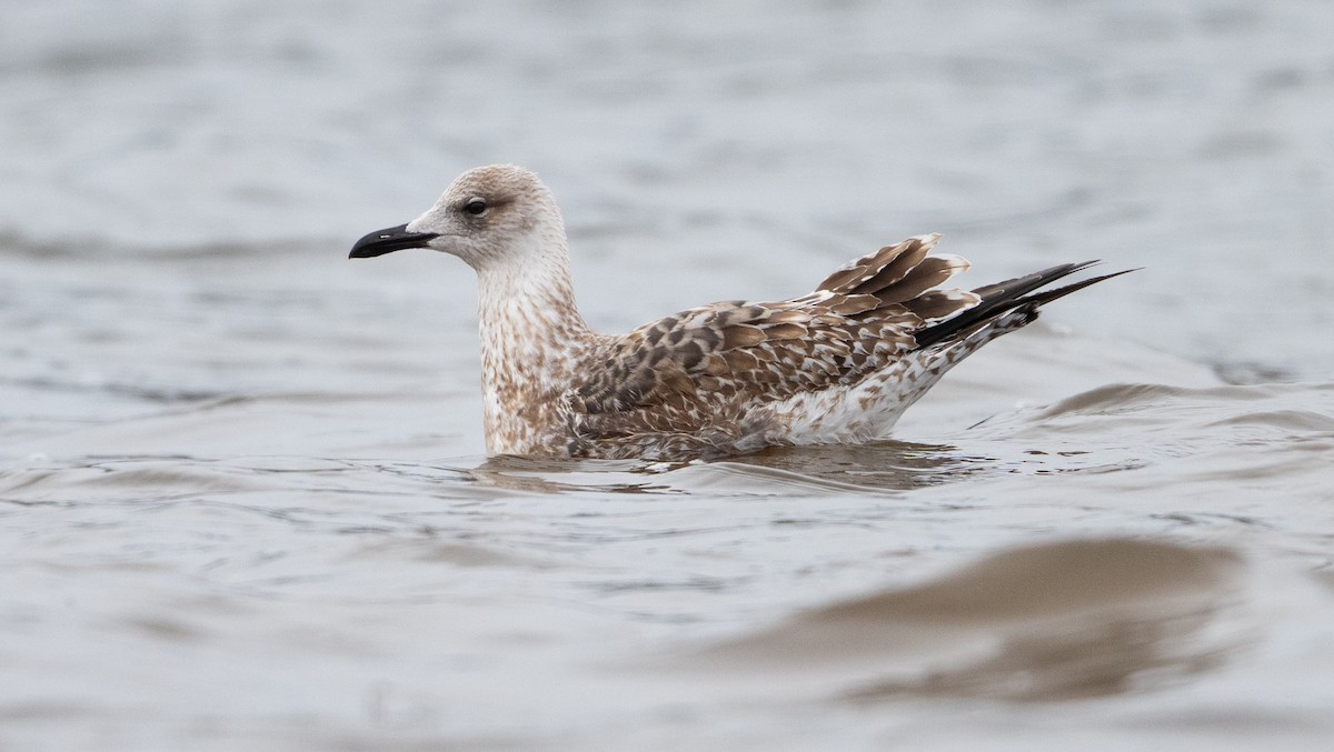 小黑背鷗 - ML646458131