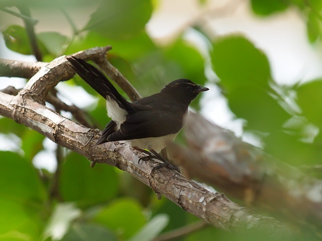 Willie-wagtail - ML646458134