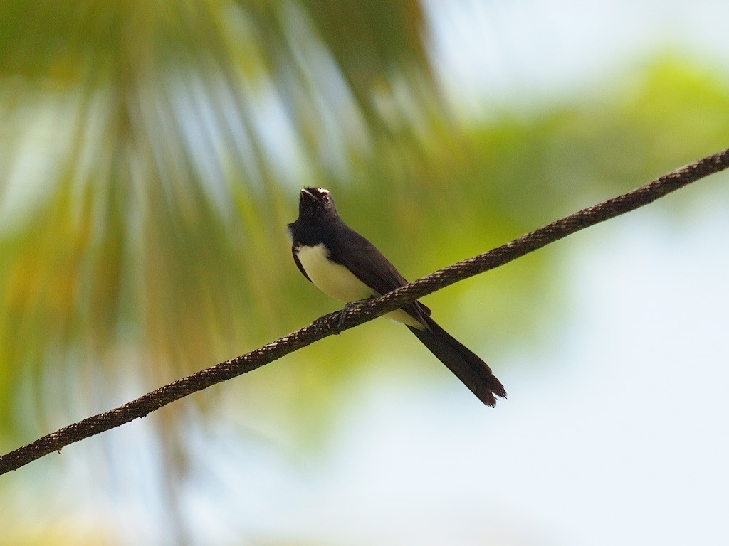 Willie-wagtail - ML646458135