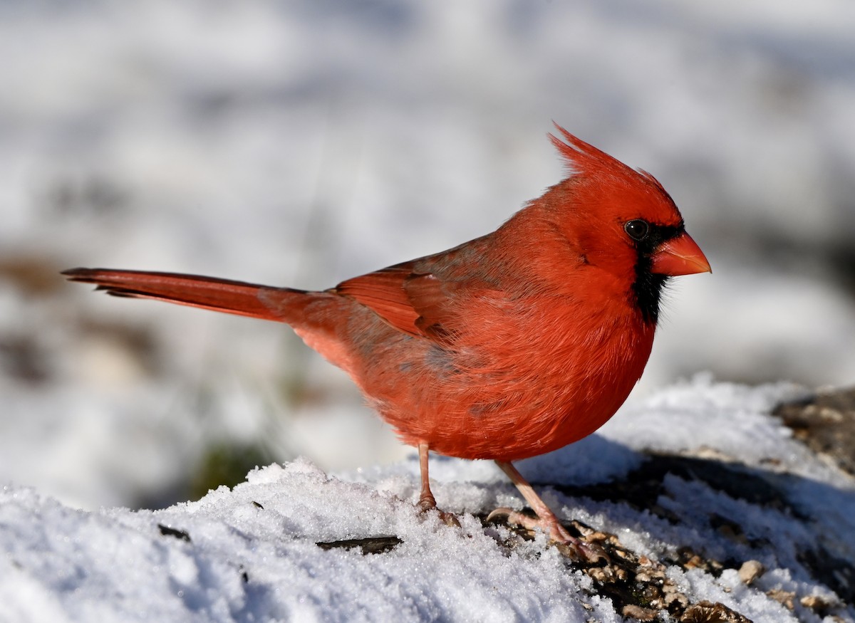 ショウジョウコウカンチョウ - ML646458137