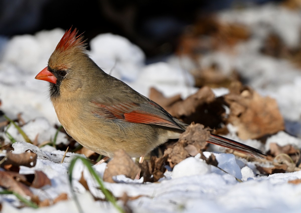 ショウジョウコウカンチョウ - ML646458138