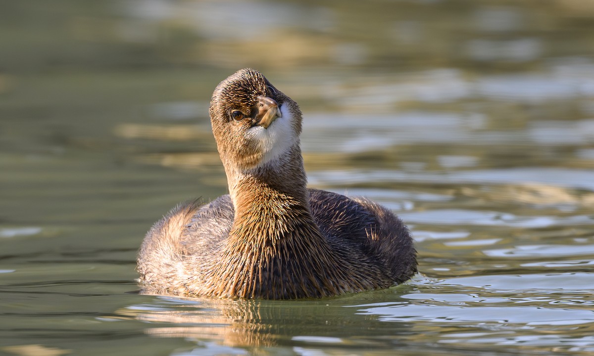 Pied-billed Grebe - ML646458143