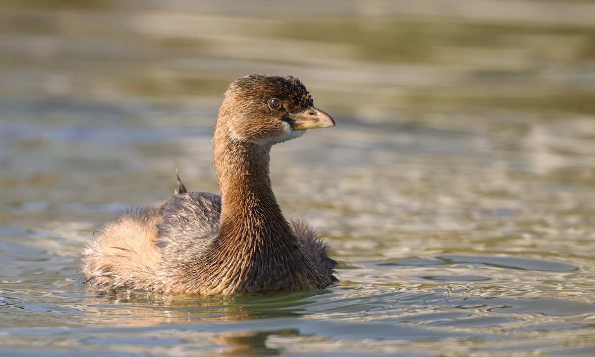 Pied-billed Grebe - ML646458144