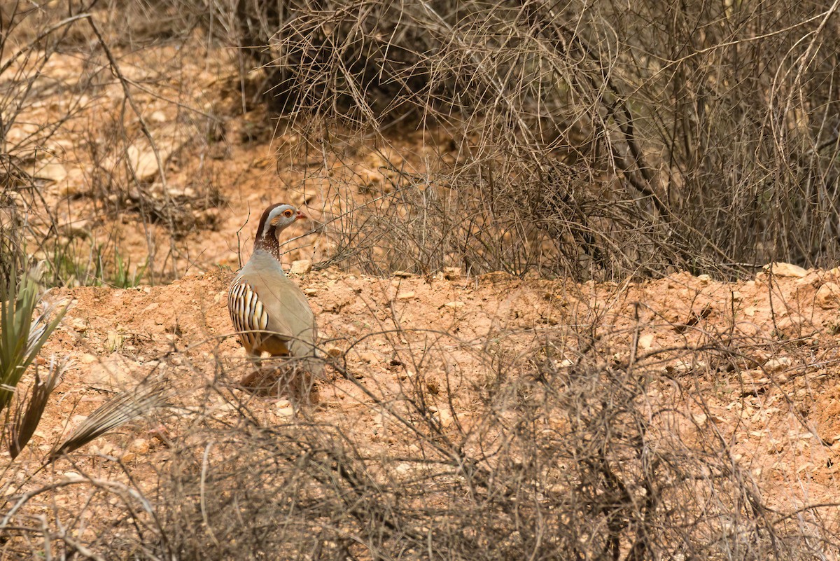 Barbary Partridge - ML646458150
