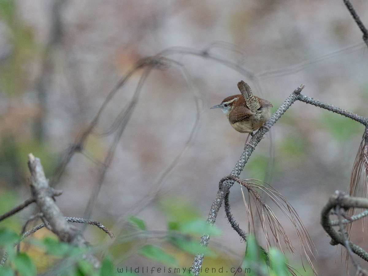 チャバラマユミソサザイ - ML646458151