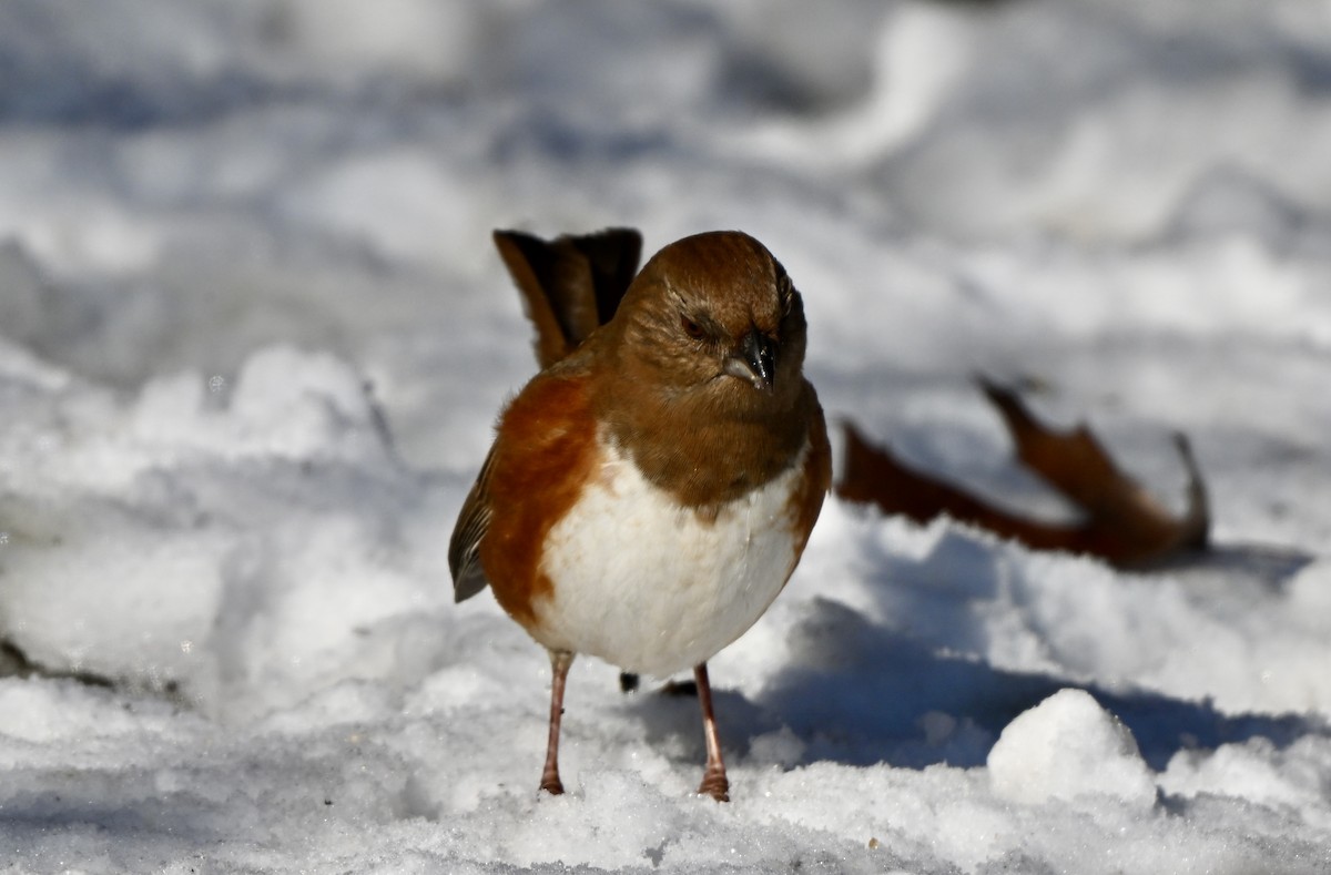 ワキアカトウヒチョウ - ML646458153