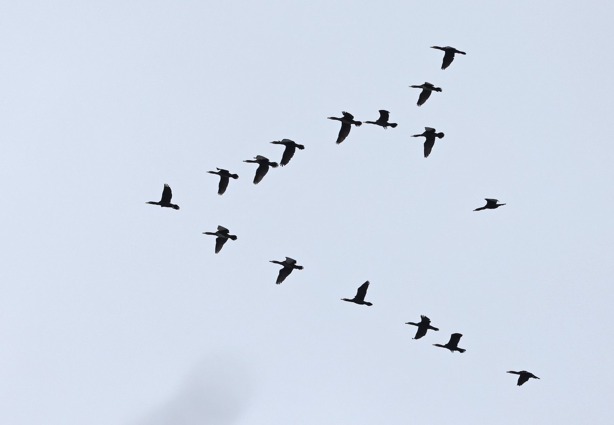 Great Cormorant - ML646458155