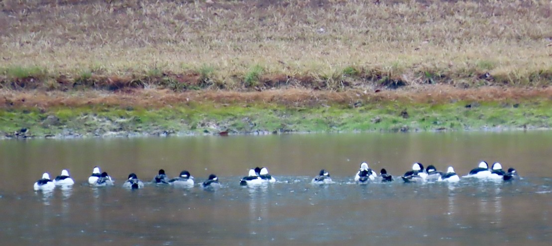 Bufflehead - ML646458157