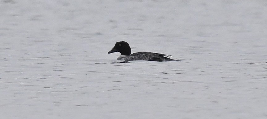 Common Goldeneye - ML646458159
