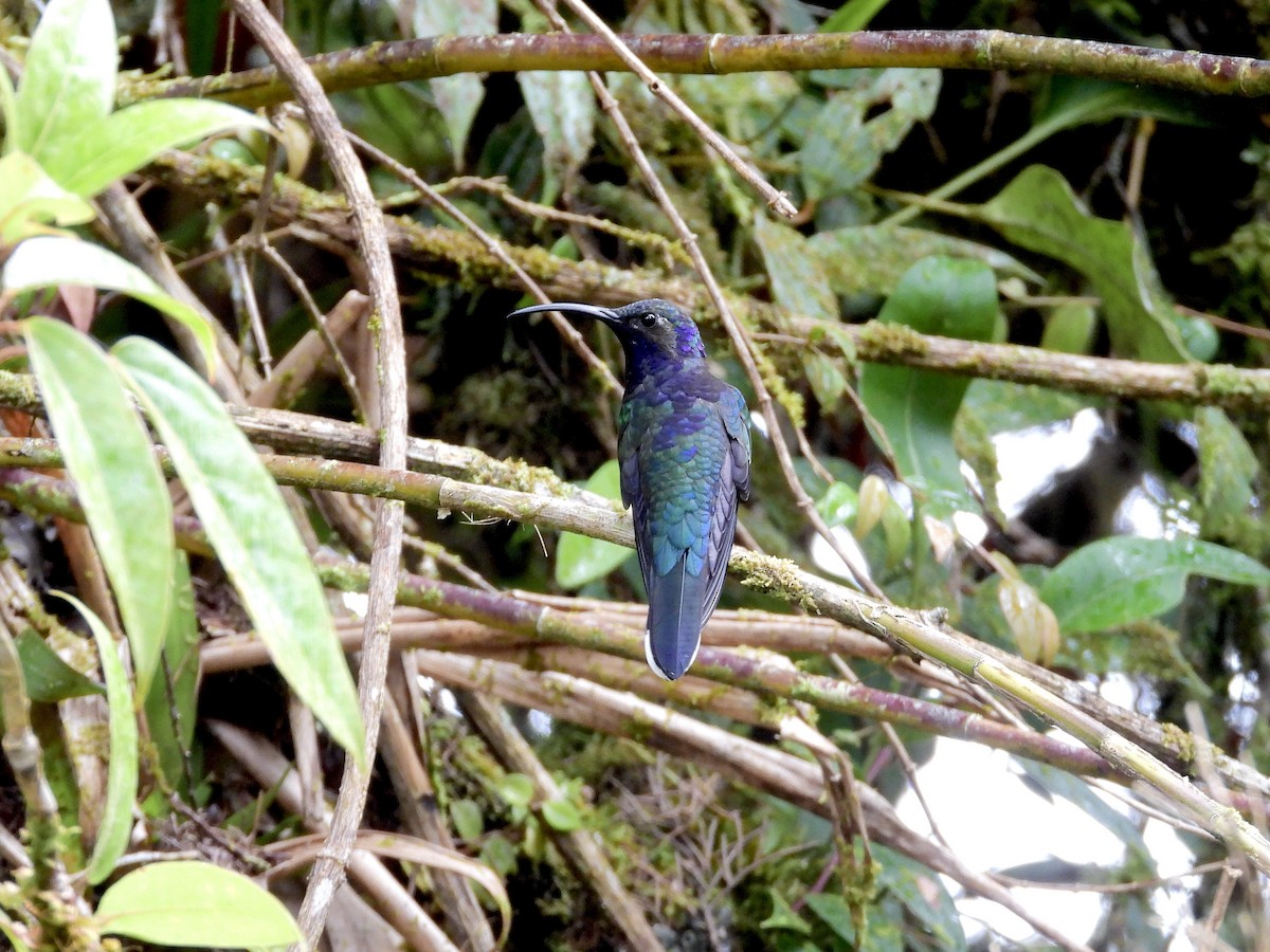 Violet Sabrewing - ML646458171