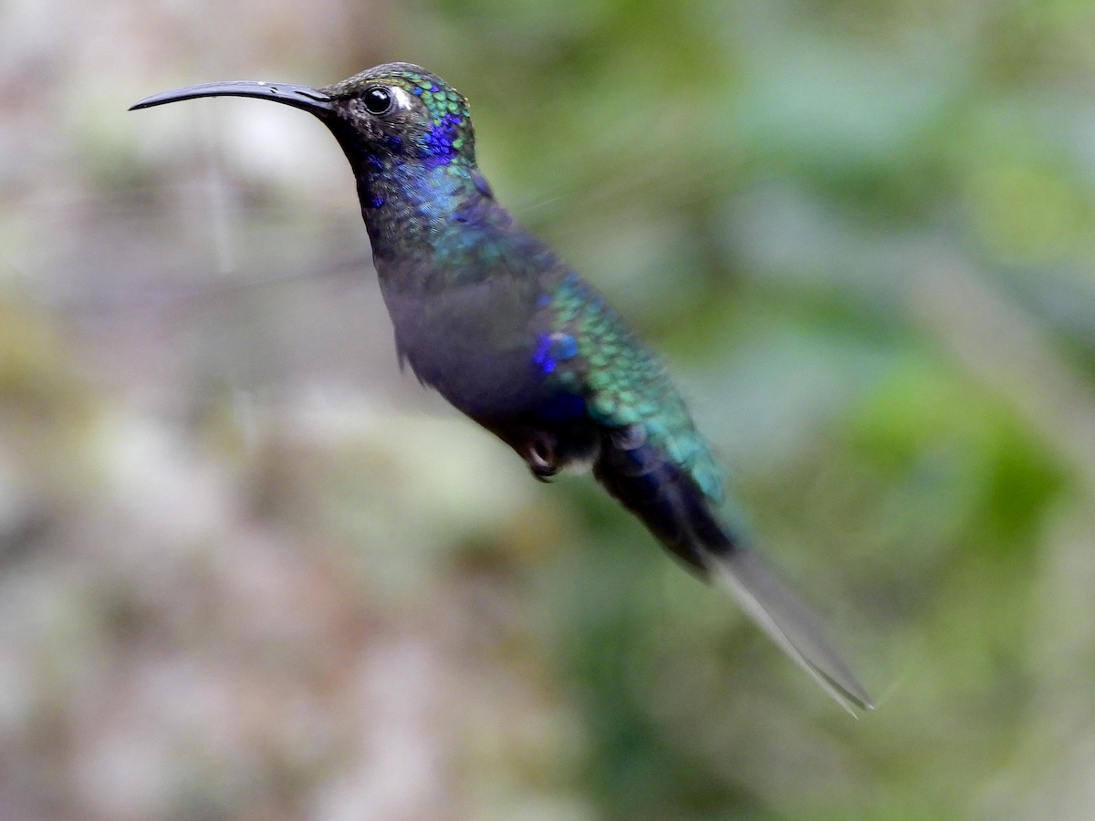 Violet Sabrewing - ML646458172