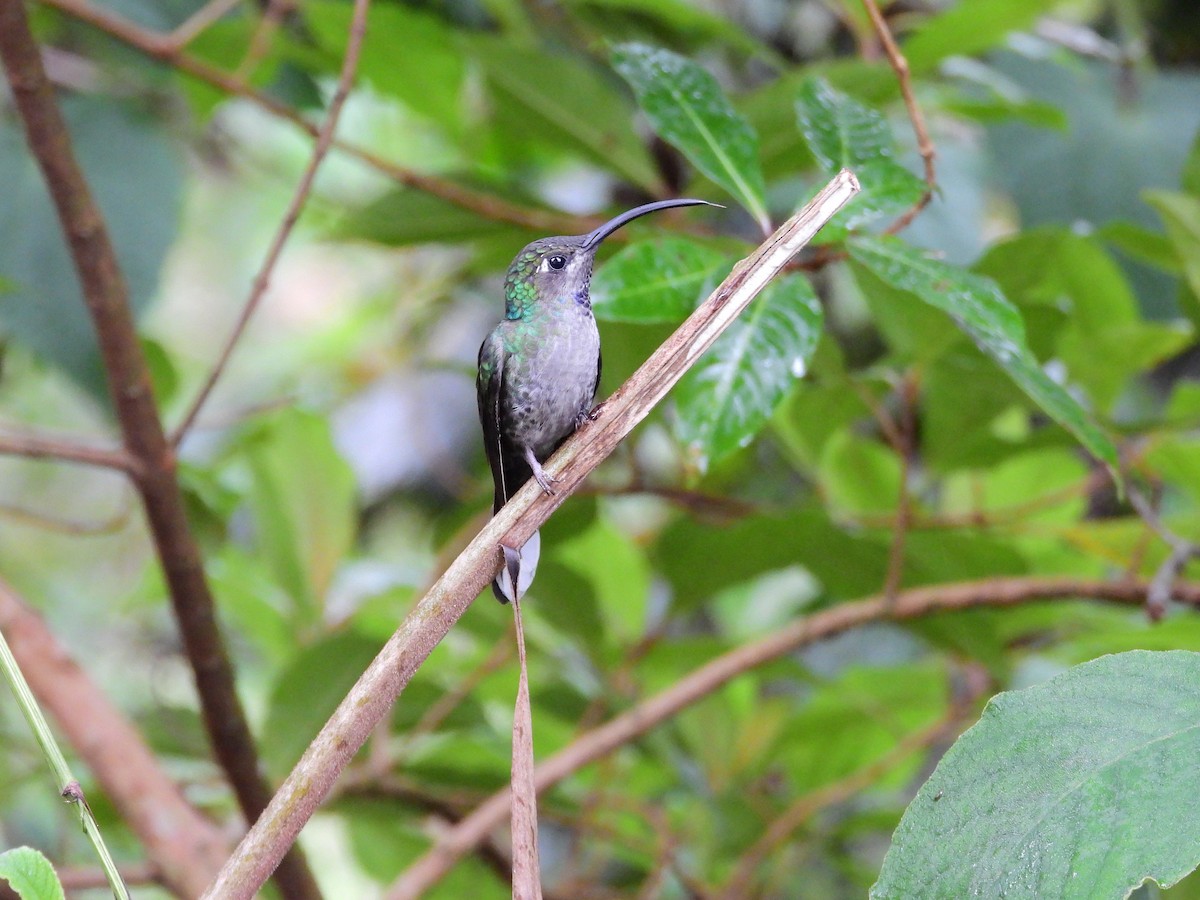 Violet Sabrewing - ML646458175