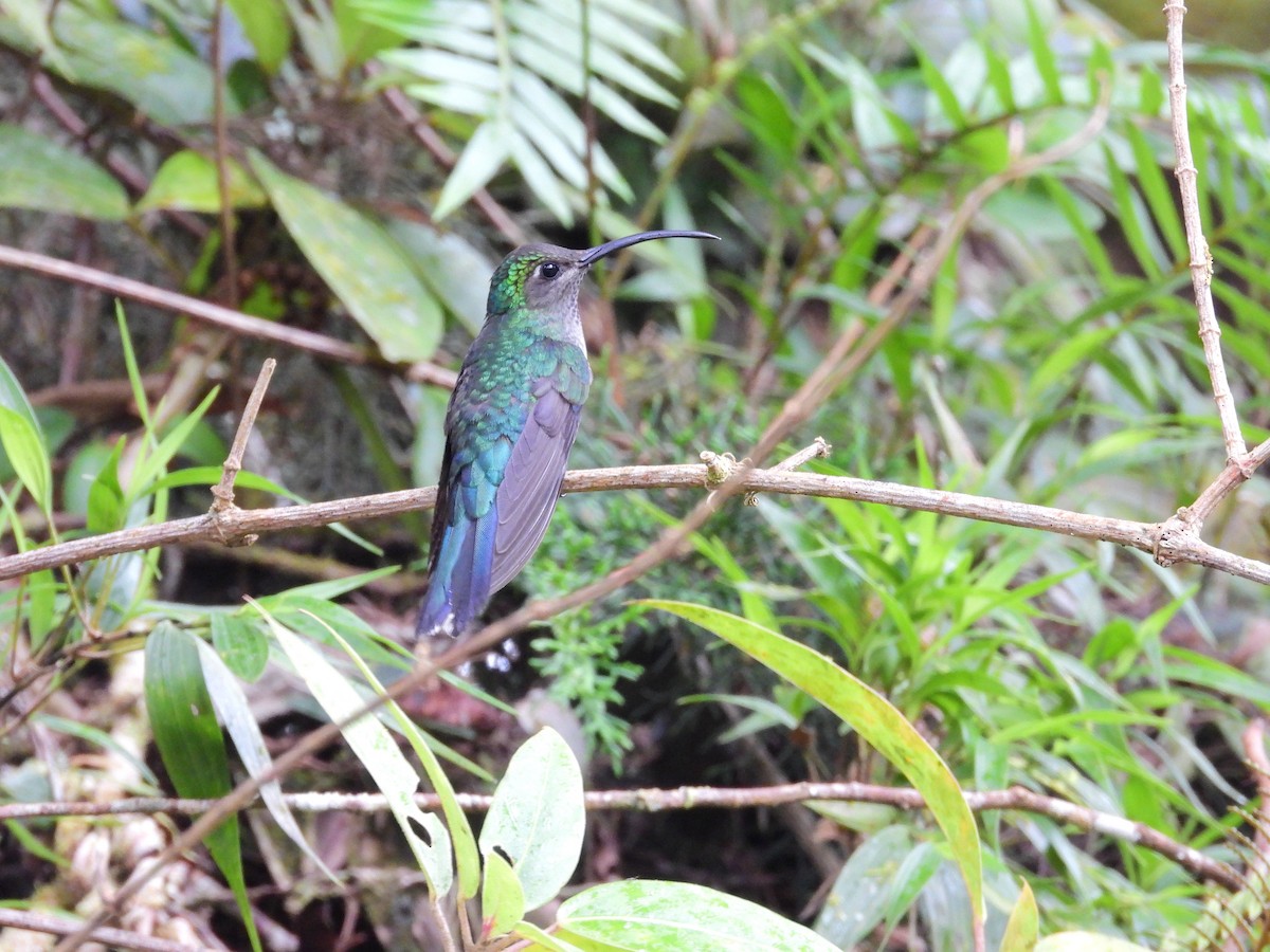 Violet Sabrewing - ML646458176