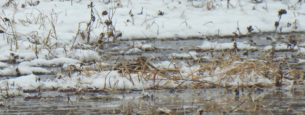 アメリカタシギ - ML646458177