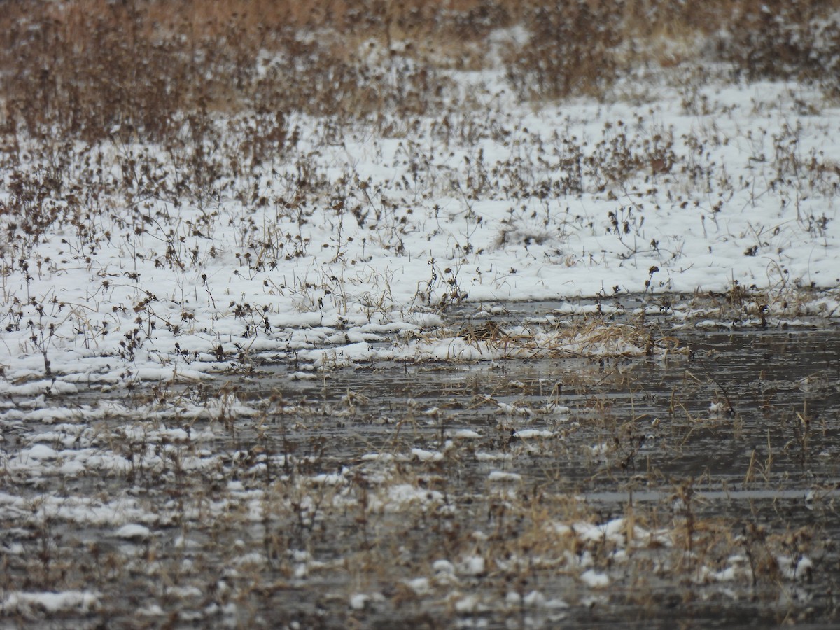 アメリカタシギ - ML646458178