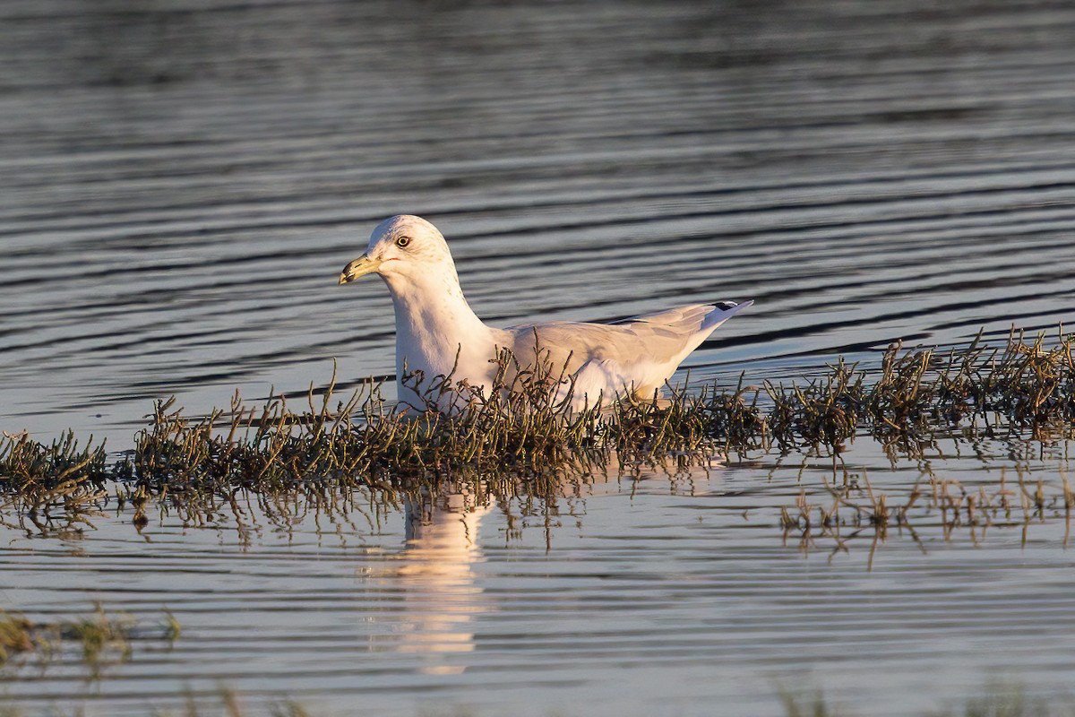 racek kroužkozobý - ML646458181