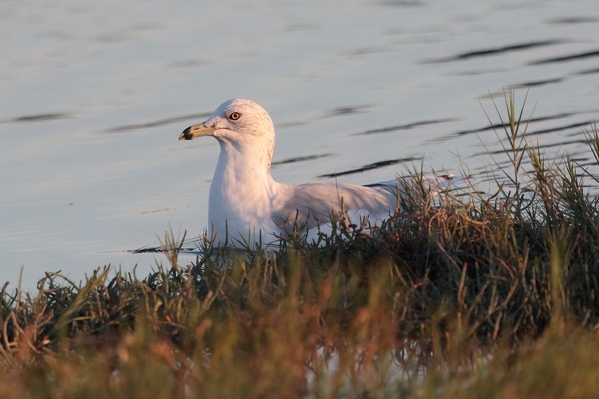 racek kroužkozobý - ML646458182