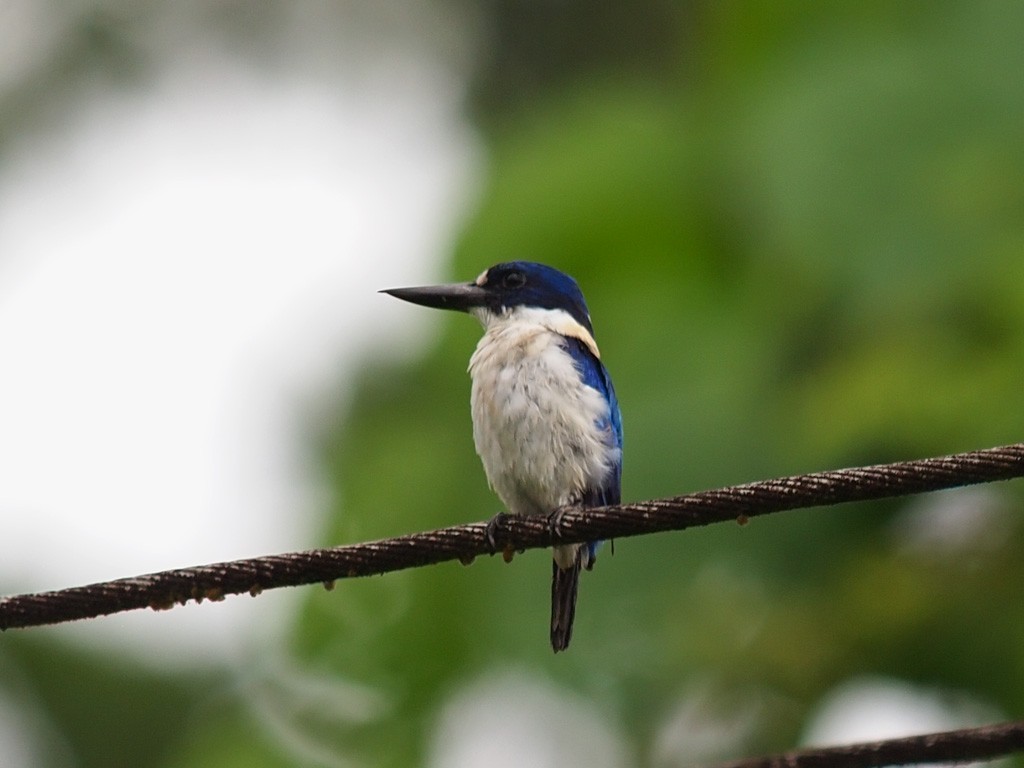 Blue-and-white Kingfisher - ML646458186