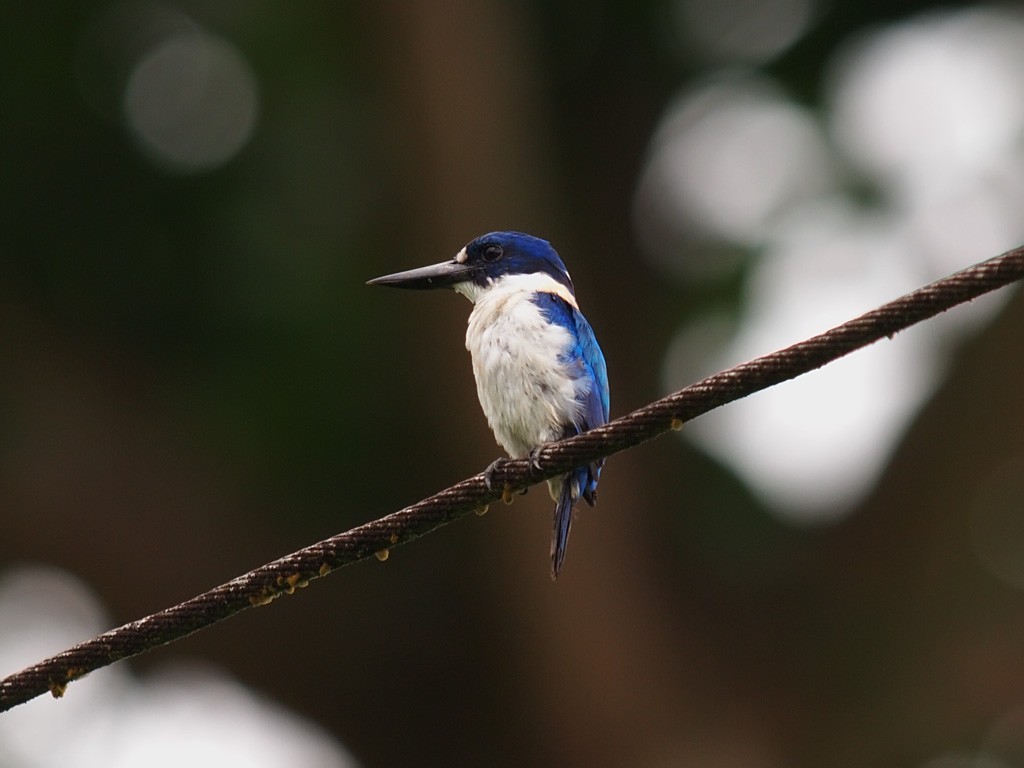 Blue-and-white Kingfisher - ML646458187