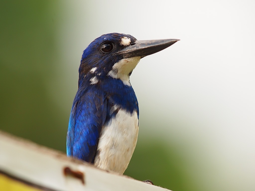 Blue-and-white Kingfisher - ML646458188