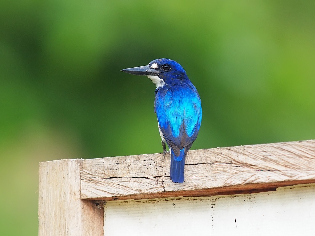 Blue-and-white Kingfisher - ML646458189