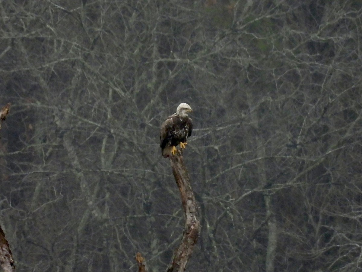Bald Eagle - ML646458190