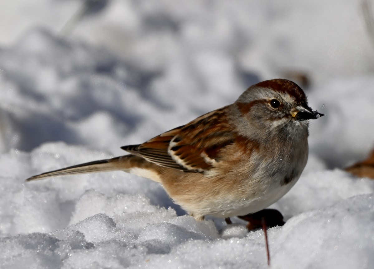 Пасовник північний - ML646458191