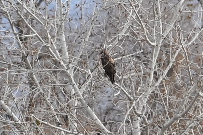 Red-tailed Hawk - ML646458197