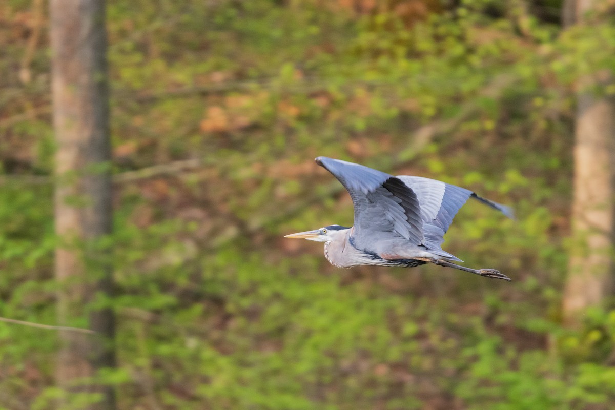 Great Blue Heron - ML646458200