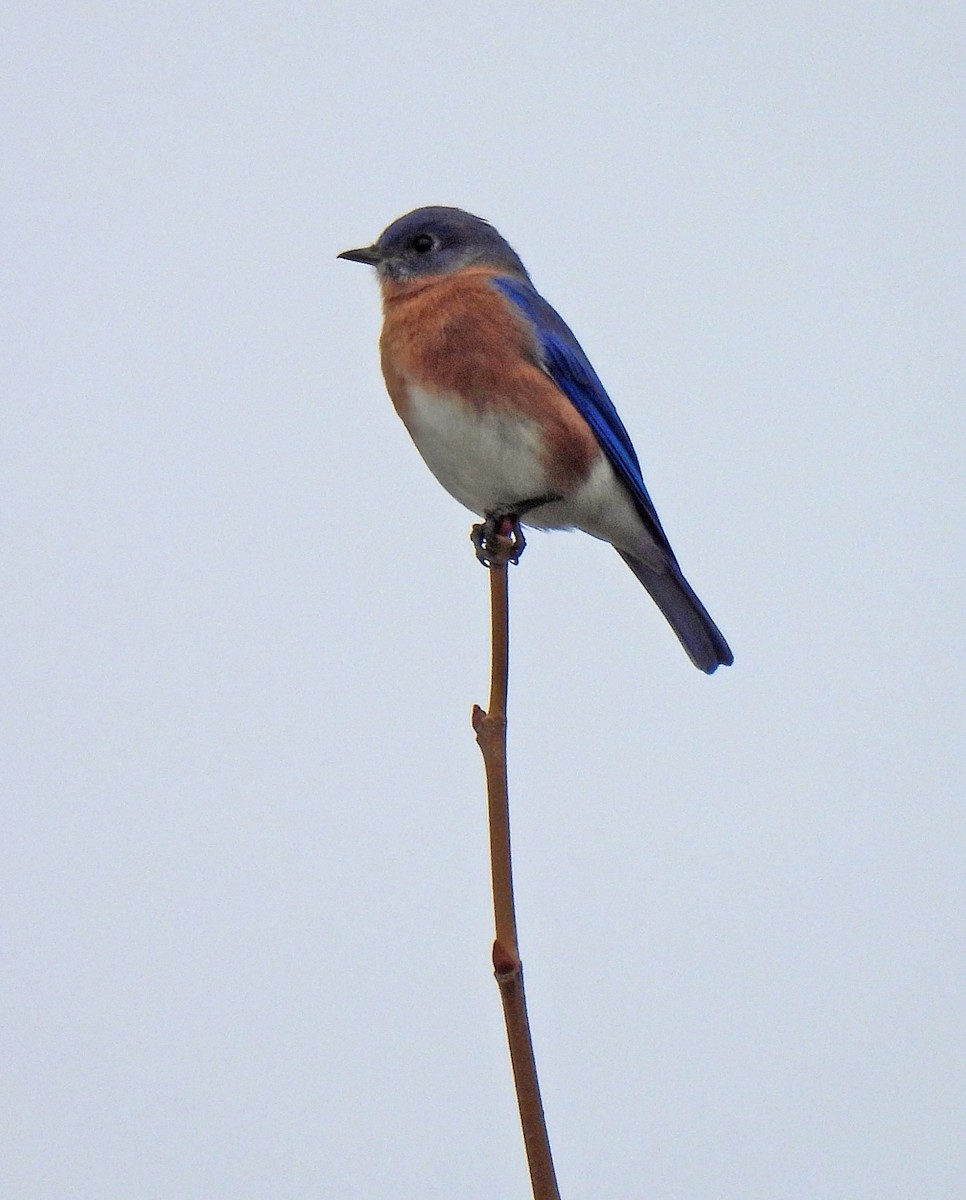 ルリツグミ - ML646458203