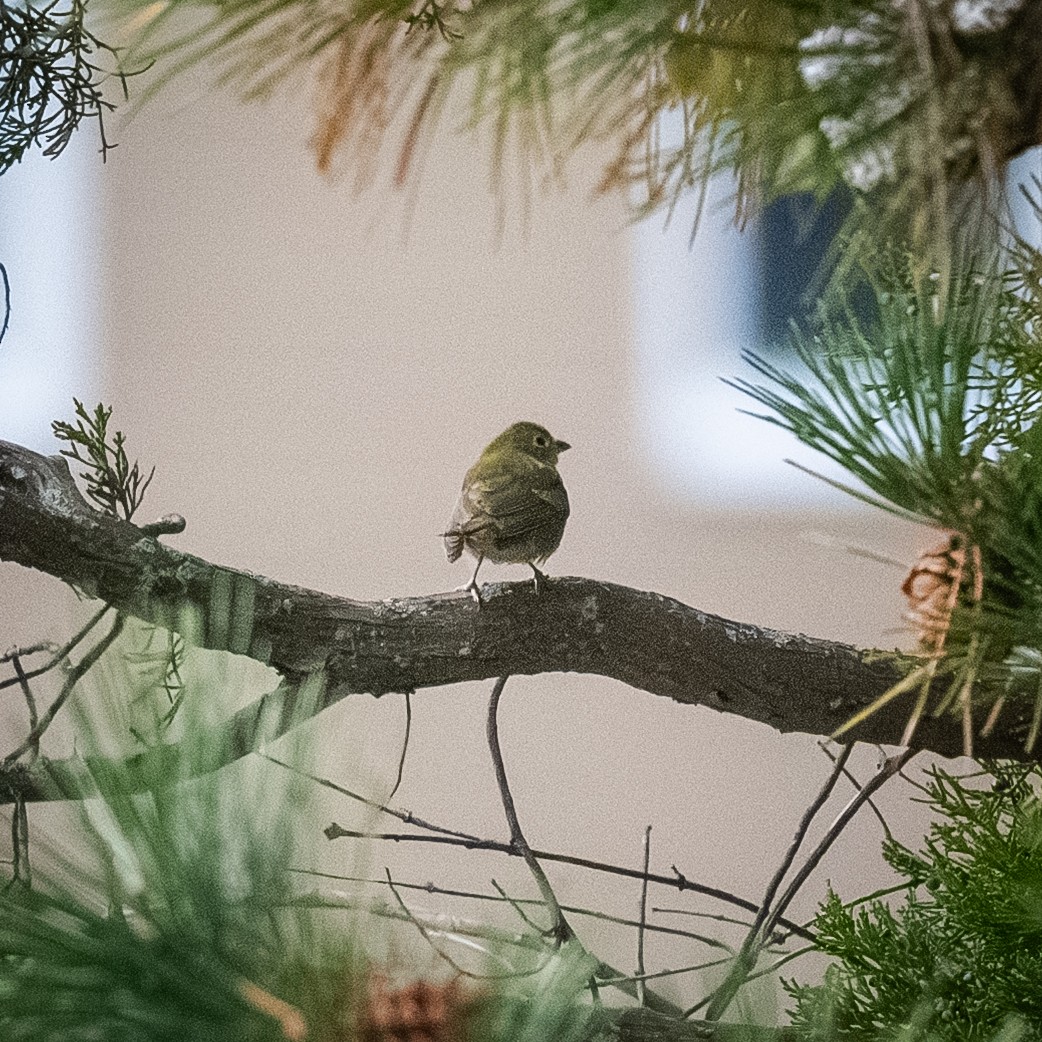 Boyalı Çinte - ML646458204