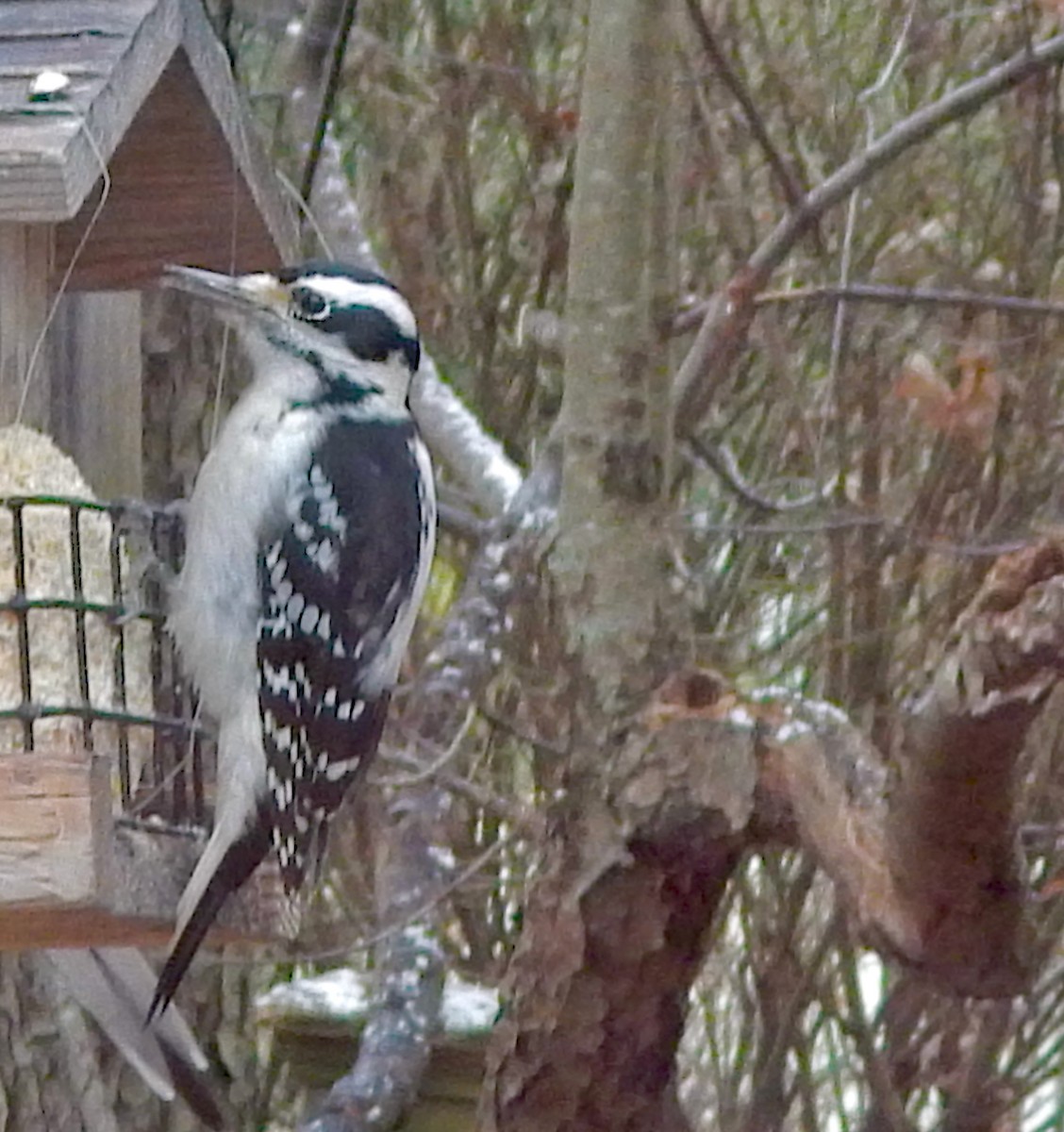 Hairy Woodpecker (Eastern) - ML646458205