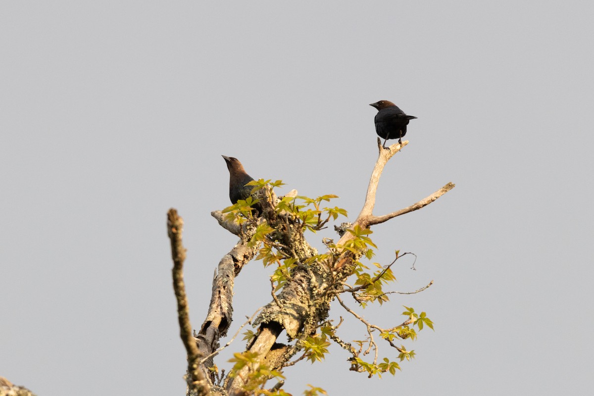 Braunkopf-Kuhstärling - ML646458206