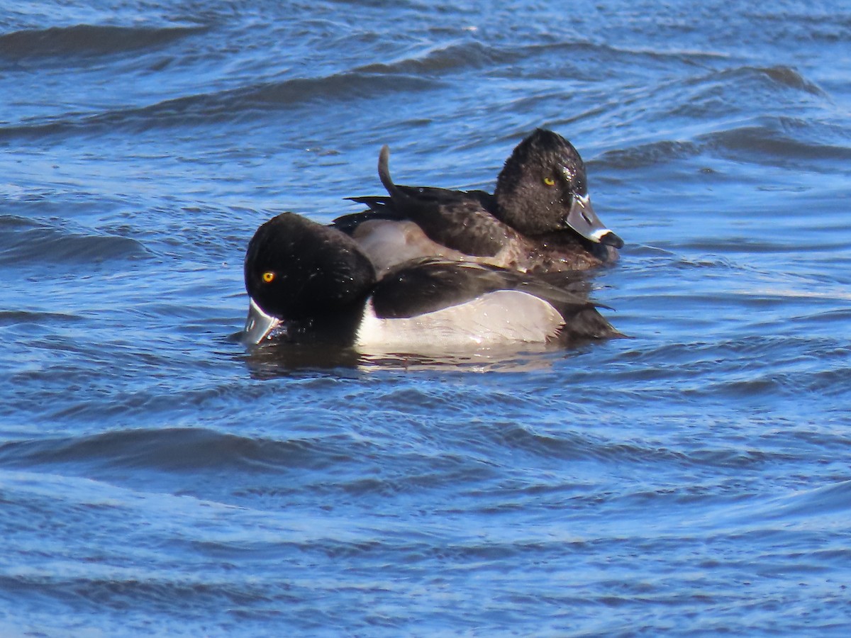Ring-necked Duck - ML646458207
