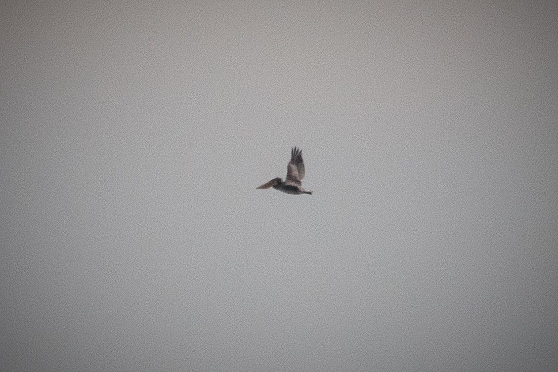 Kahverengi Pelikan - ML646458209