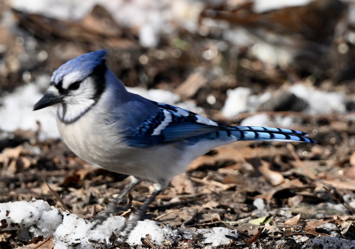 アオカケス - ML646458210