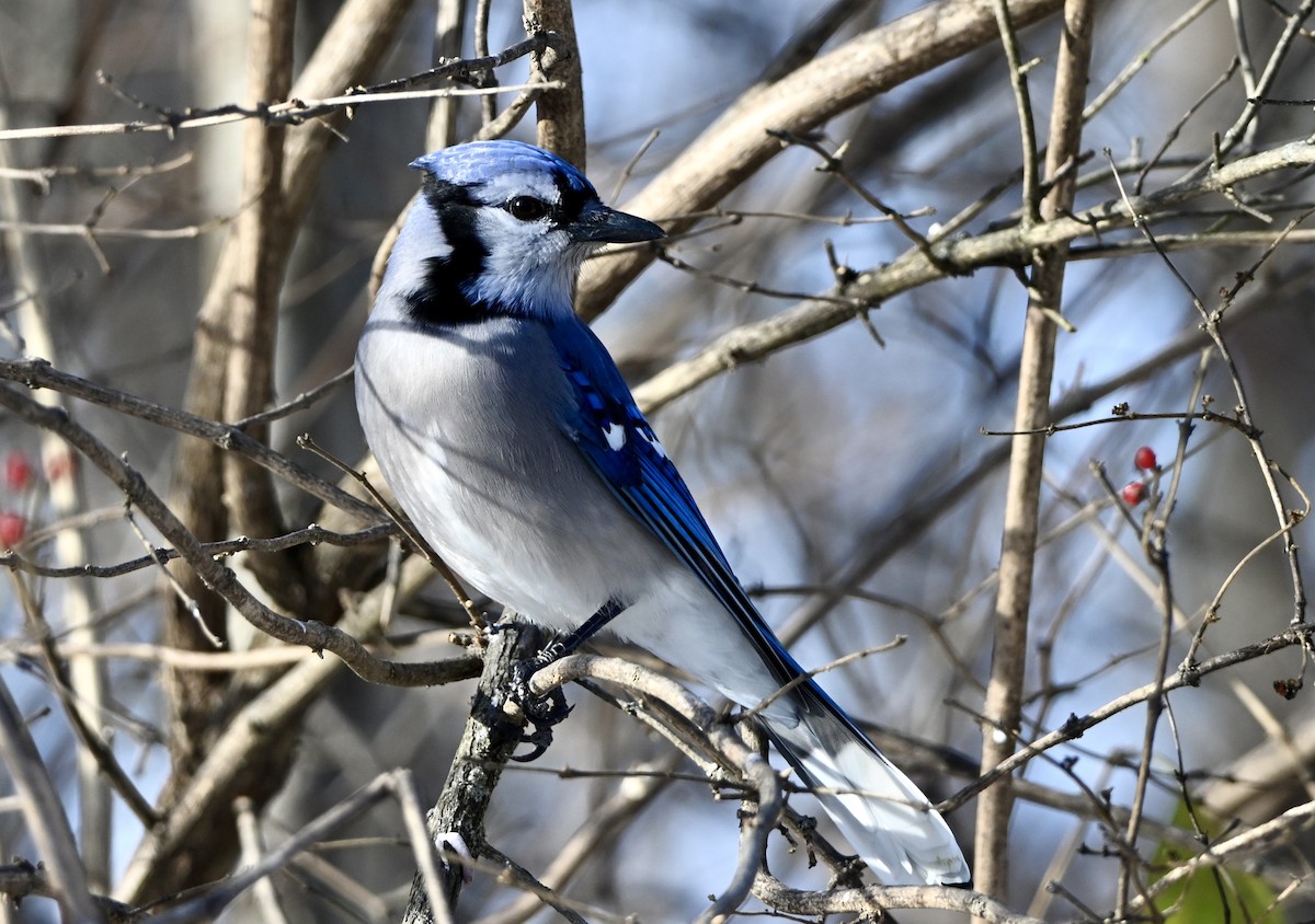 アオカケス - ML646458211